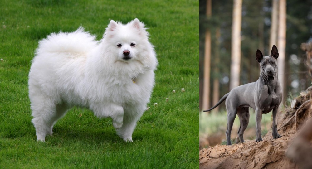 Thai Ridgeback vs American Eskimo Dog - Breed Comparison