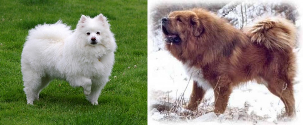 Tibetan Kyi Apso vs American Eskimo Dog - Breed Comparison