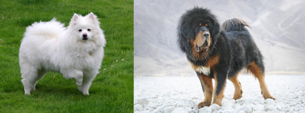 Tibetan Mastiff vs American Eskimo Dog - Breed Comparison