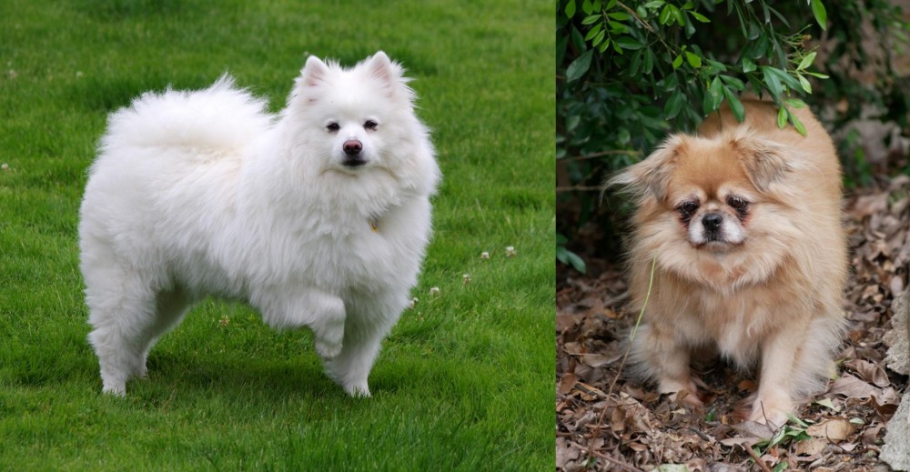 Tibetan Spaniel vs American Eskimo Dog - Breed Comparison