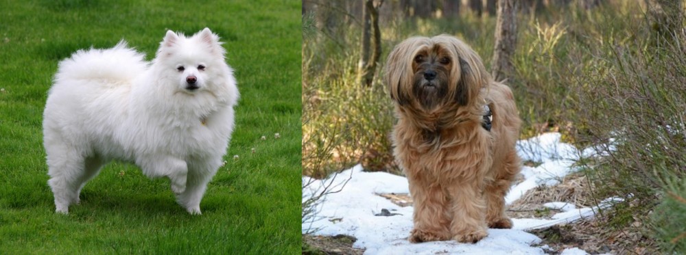 Tibetan Terrier vs American Eskimo Dog - Breed Comparison