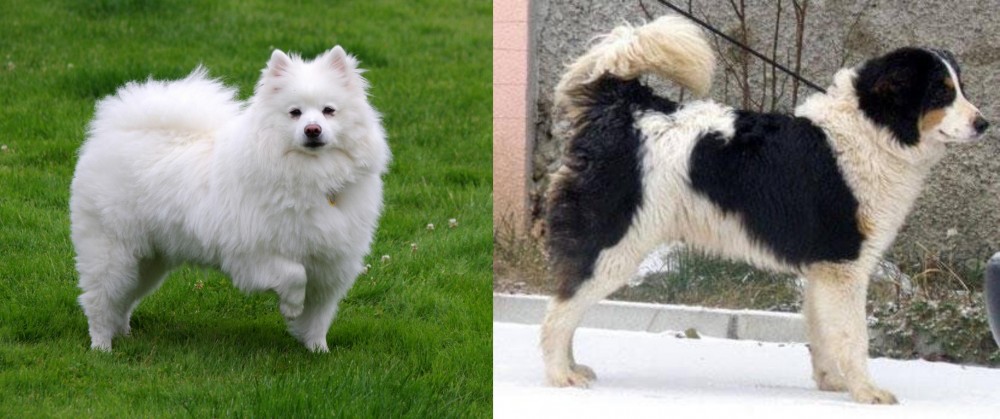 Tornjak vs American Eskimo Dog - Breed Comparison