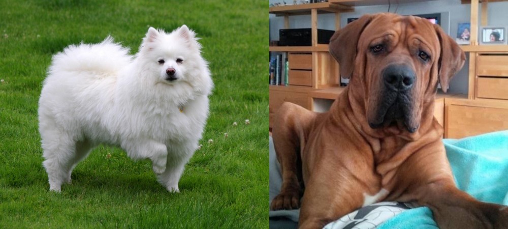 Tosa vs American Eskimo Dog - Breed Comparison