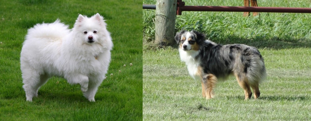Toy Australian Shepherd vs American Eskimo Dog - Breed Comparison