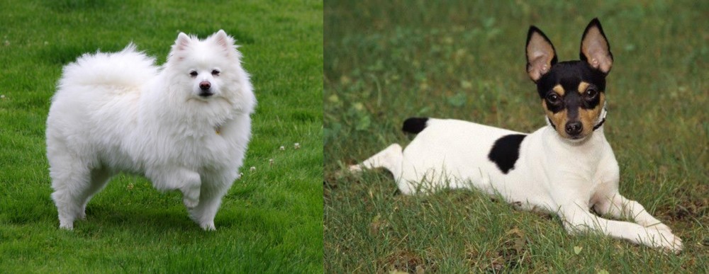 Toy Fox Terrier vs American Eskimo Dog - Breed Comparison