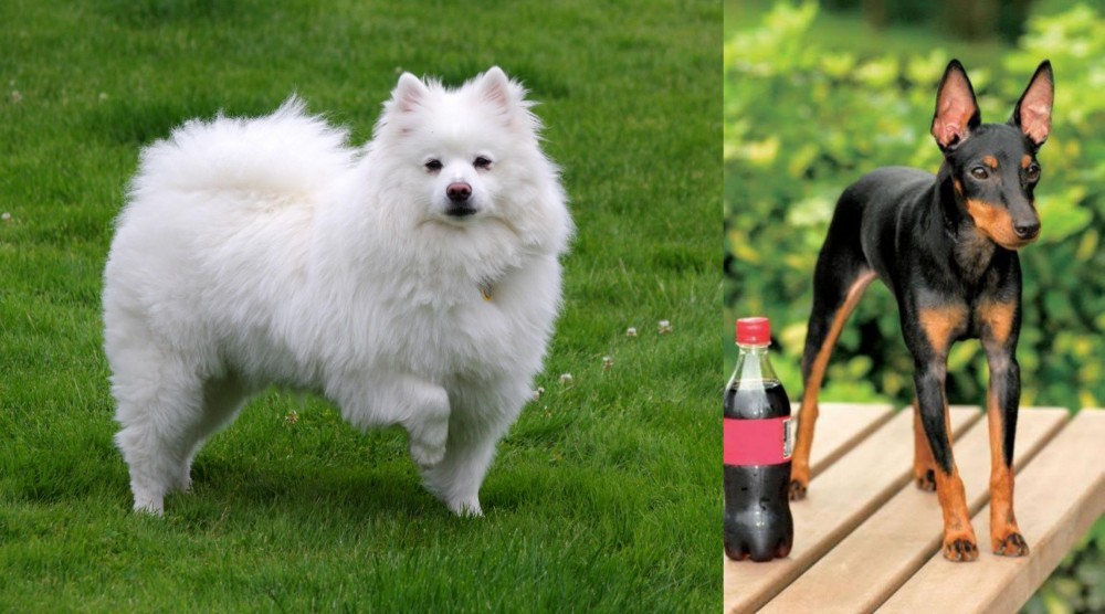 Toy Manchester Terrier vs American Eskimo Dog - Breed Comparison