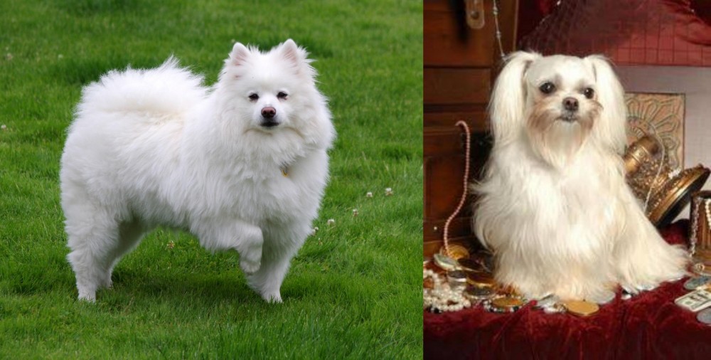 Toy Mi-Ki vs American Eskimo Dog - Breed Comparison