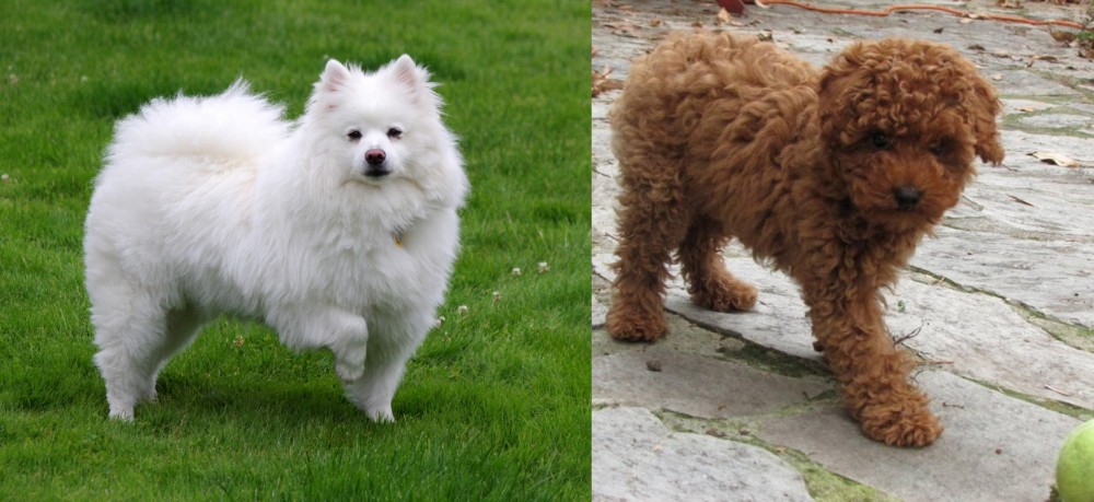 Toy Poodle vs American Eskimo Dog - Breed Comparison