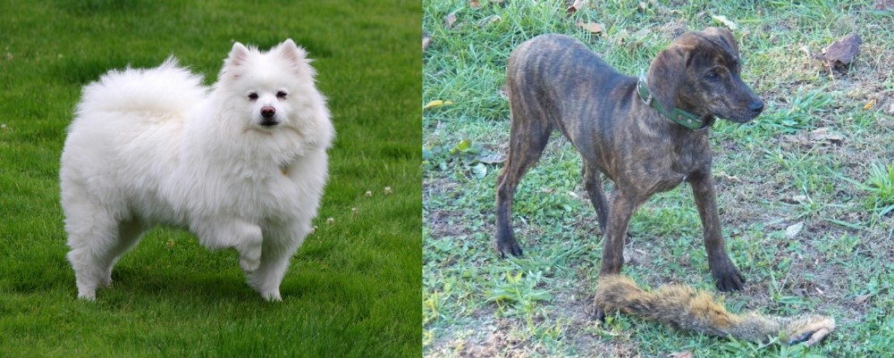Treeing Cur vs American Eskimo Dog - Breed Comparison