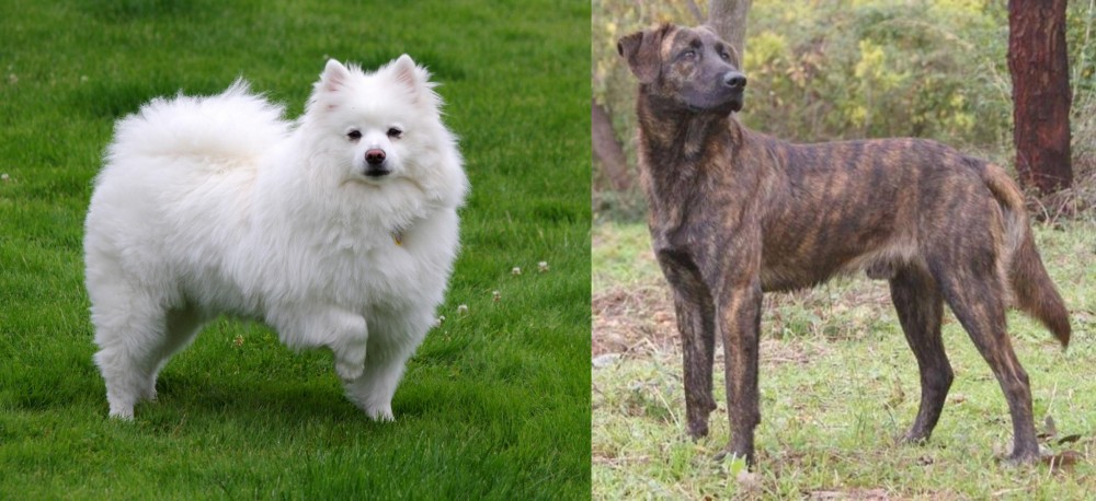 Treeing Tennessee Brindle vs American Eskimo Dog - Breed Comparison