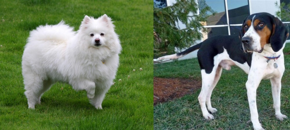 Treeing Walker Coonhound vs American Eskimo Dog - Breed Comparison