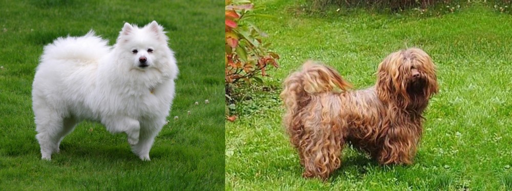 Tsvetnaya Bolonka vs American Eskimo Dog - Breed Comparison