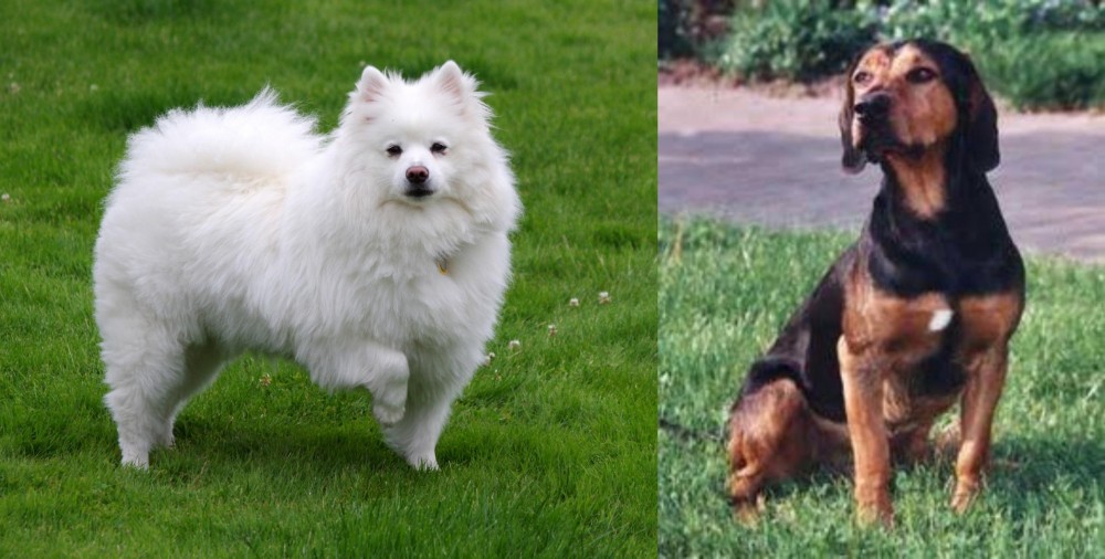 Tyrolean Hound vs American Eskimo Dog - Breed Comparison