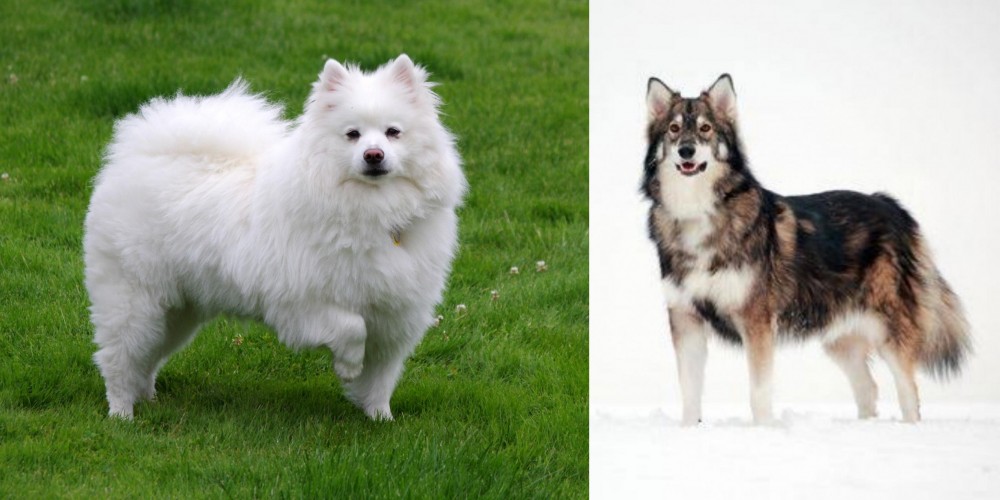 Utonagan vs American Eskimo Dog - Breed Comparison