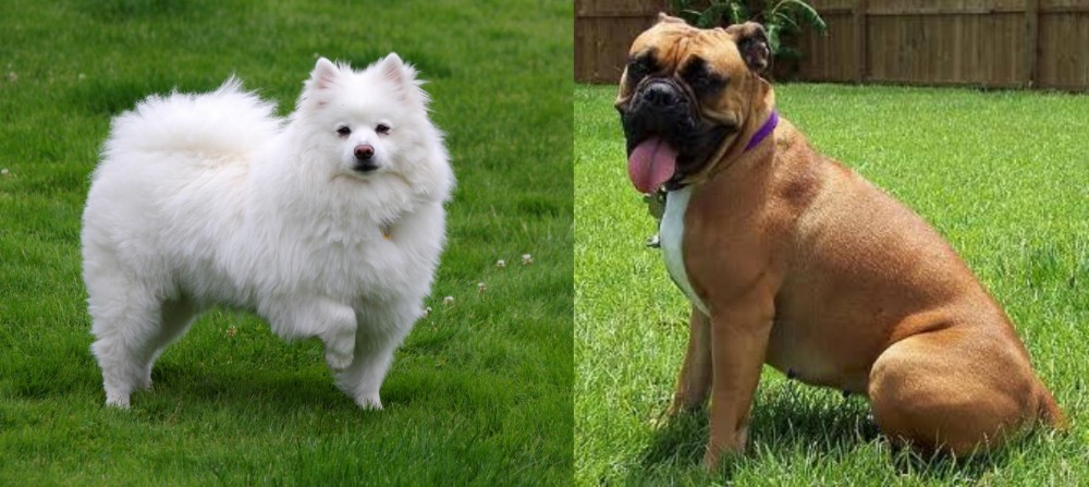 Valley Bulldog vs American Eskimo Dog - Breed Comparison
