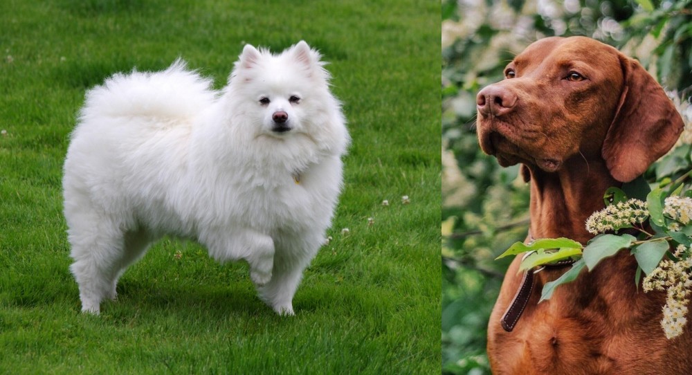 Vizsla vs American Eskimo Dog - Breed Comparison
