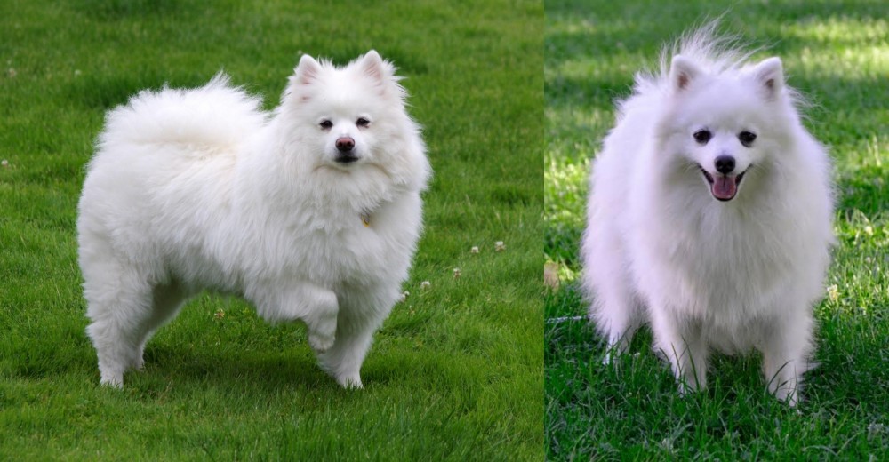Volpino Italiano vs American Eskimo Dog - Breed Comparison