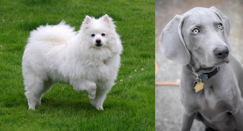 Weimaraner vs American Eskimo Dog - Breed Comparison