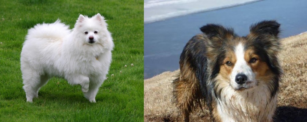 Welsh Sheepdog vs American Eskimo Dog - Breed Comparison
