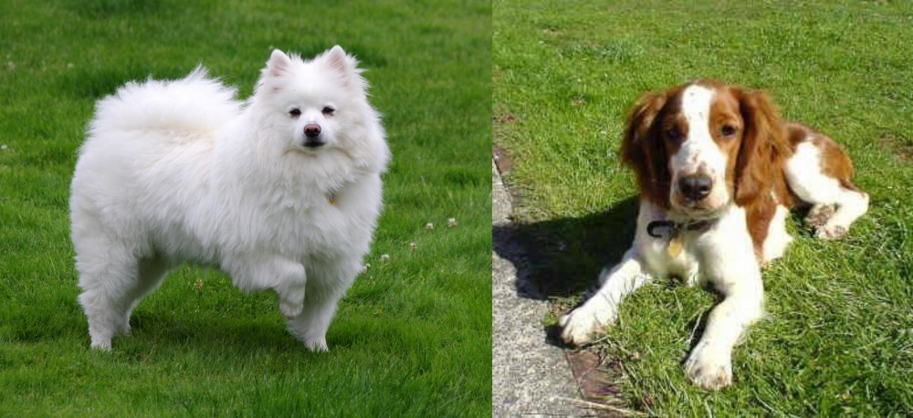 Welsh Springer Spaniel vs American Eskimo Dog - Breed Comparison