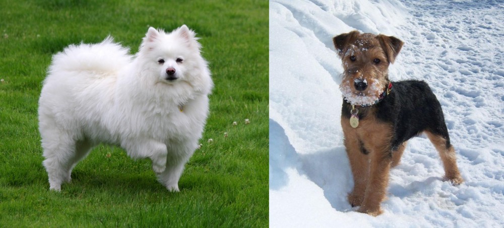 Welsh Terrier vs American Eskimo Dog - Breed Comparison