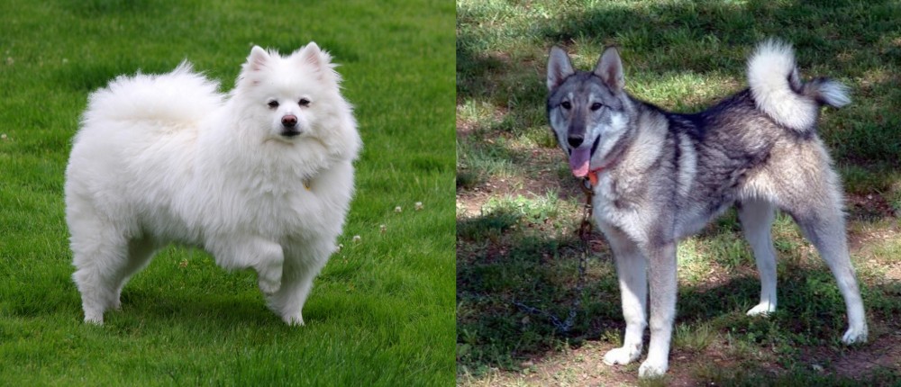 West Siberian Laika vs American Eskimo Dog - Breed Comparison