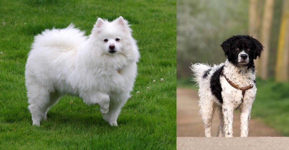 Wetterhoun vs American Eskimo Dog - Breed Comparison