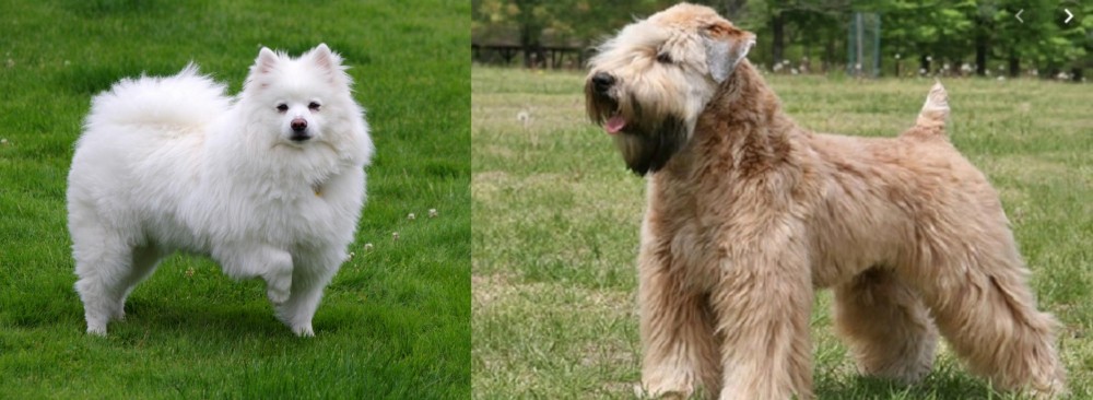 Wheaten Terrier vs American Eskimo Dog - Breed Comparison