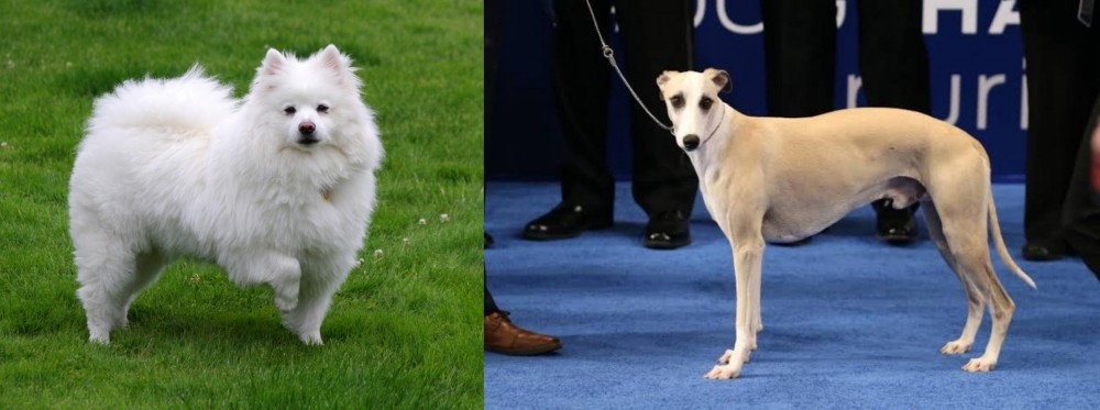 Whippet vs American Eskimo Dog - Breed Comparison