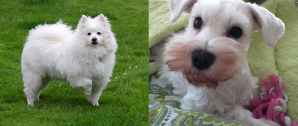 White Schnauzer vs American Eskimo Dog - Breed Comparison