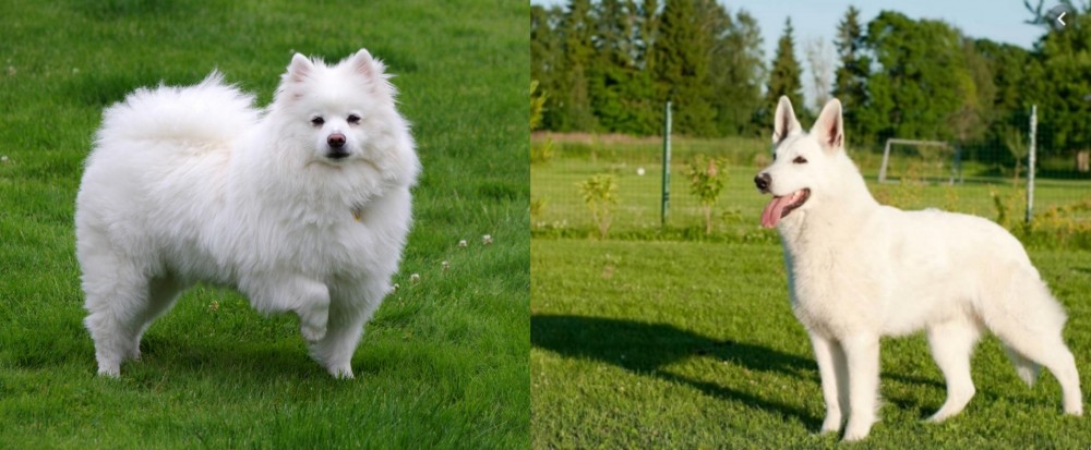 White Shepherd vs American Eskimo Dog - Breed Comparison