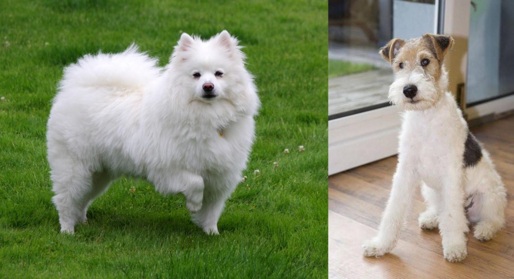 Wire Fox Terrier vs American Eskimo Dog - Breed Comparison