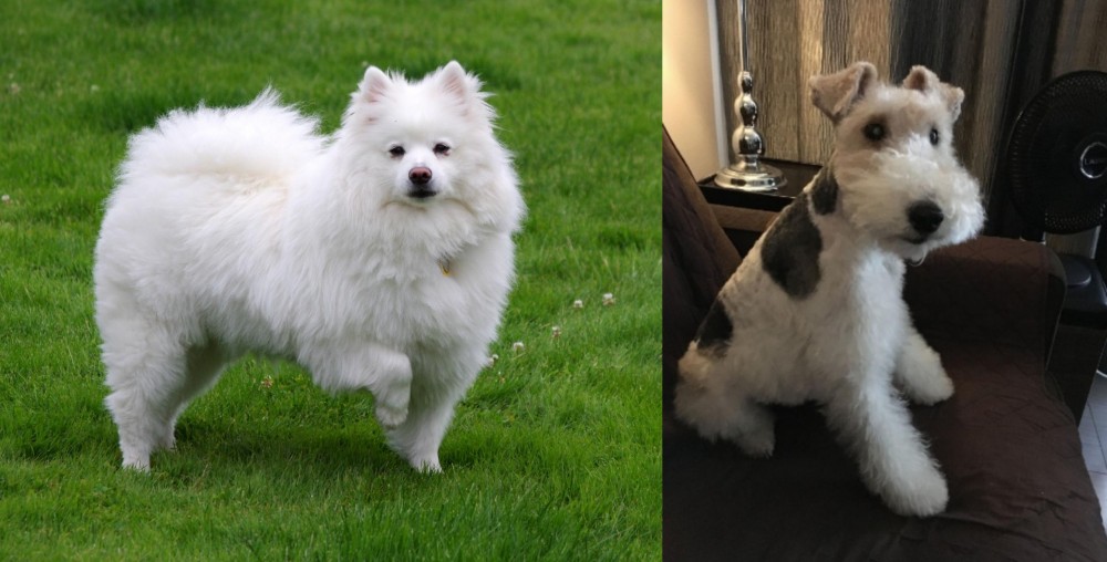 Wire Haired Fox Terrier vs American Eskimo Dog - Breed Comparison