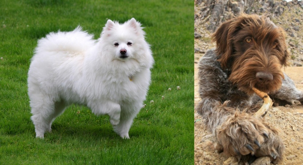 Wirehaired Pointing Griffon vs American Eskimo Dog - Breed Comparison