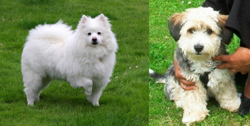 Yo-Chon vs American Eskimo Dog - Breed Comparison