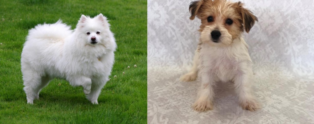 Yochon vs American Eskimo Dog - Breed Comparison