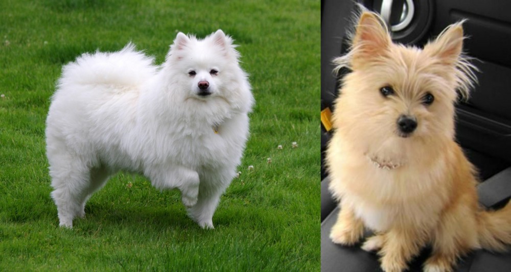 Yoranian vs American Eskimo Dog - Breed Comparison
