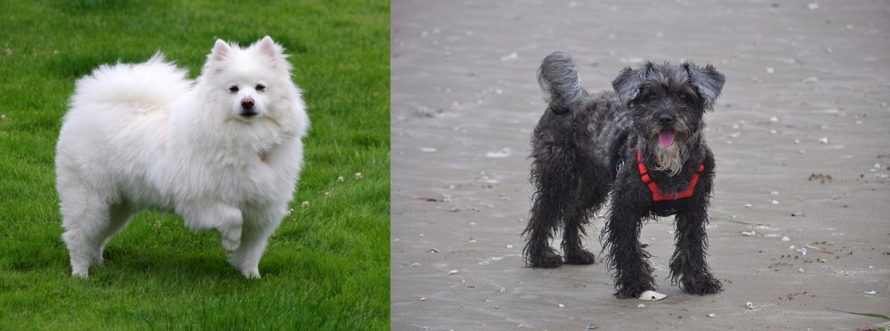 YorkiePoo vs American Eskimo Dog - Breed Comparison