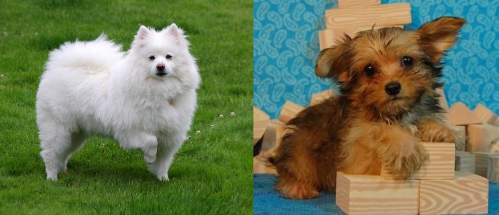Yorkillon vs American Eskimo Dog - Breed Comparison