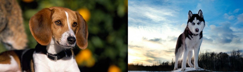 Alaskan Husky vs American Foxhound - Breed Comparison