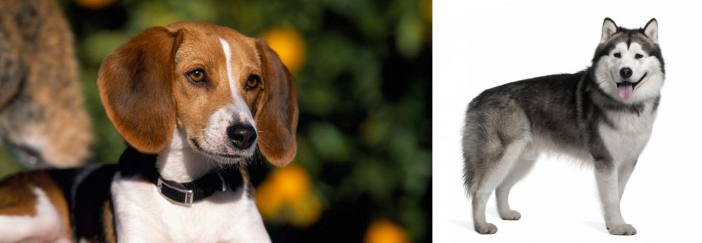 Alaskan Malamute vs American Foxhound - Breed Comparison