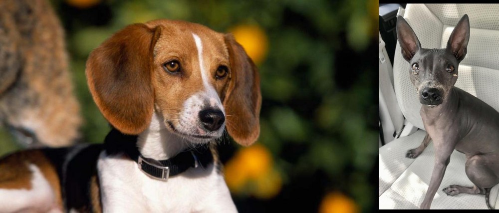 American Hairless Terrier vs American Foxhound - Breed Comparison