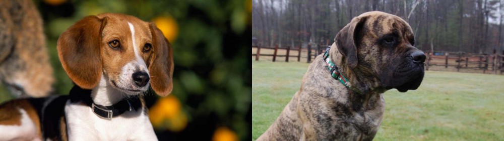 American Mastiff vs American Foxhound - Breed Comparison