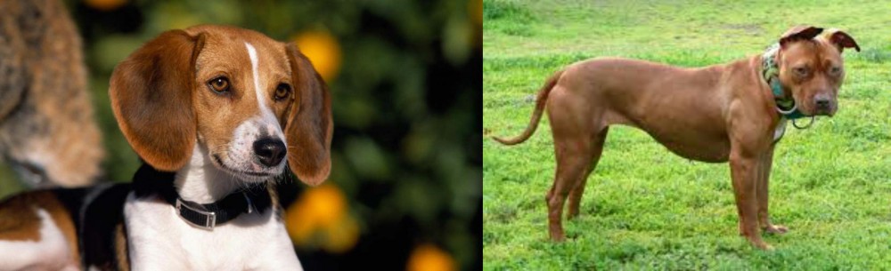American Pit Bull Terrier vs American Foxhound - Breed Comparison