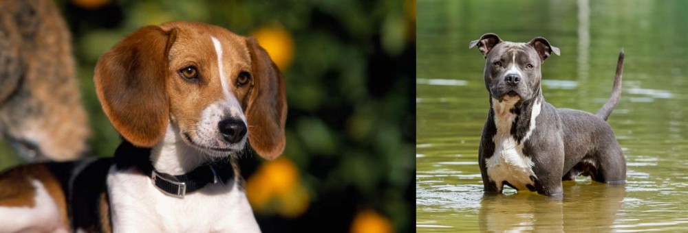 American Staffordshire Terrier vs American Foxhound - Breed Comparison