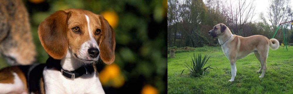 Anatolian Shepherd vs American Foxhound - Breed Comparison