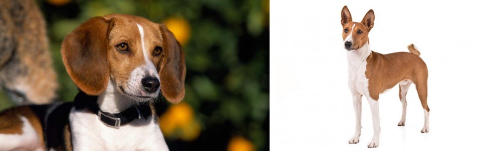 Basenji vs American Foxhound - Breed Comparison