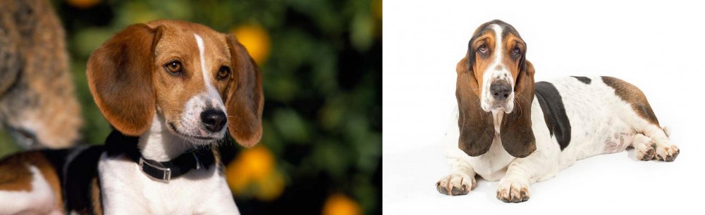 Basset Hound vs American Foxhound - Breed Comparison
