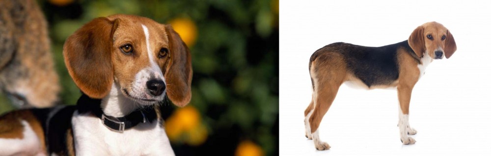 Beagle-Harrier vs American Foxhound - Breed Comparison