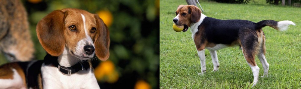 Beaglier vs American Foxhound - Breed Comparison